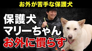 お外に慣れてない保護犬マリーちゃんを慣らす