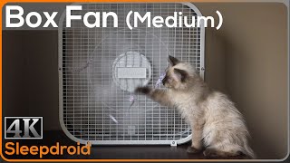 ►10 saat kutu fan, beyaz gürültü uyumak için geliyor. Pencere fanı Kedi yavrusu.