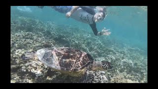 Secret Beach snorkeling w/ a sea turtle - 23 May 2021