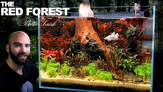 The Red Forest Betta Aquarium (no filter, no water change, planted tank Aquascape Tutorial)