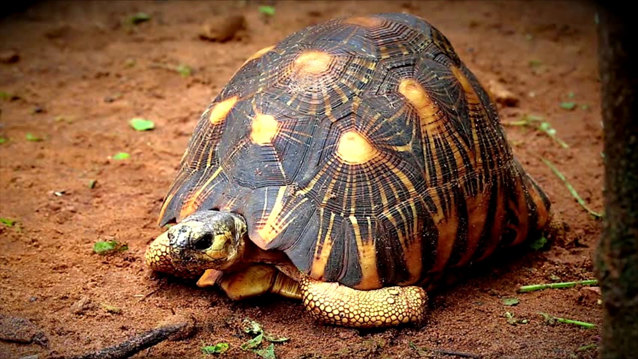 ASTROCHELYS RADIATA (tortue Rayonnée) - YouTube