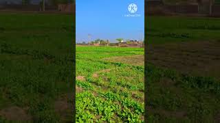 desi Mahool| beauty of my village Punjabi Pakistan| Rural life in Punjab #shortvideo