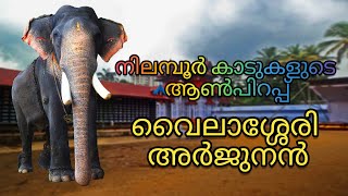 വൈലാശ്ശേരി അർജുനൻ  🐘Vailassery Arjunan