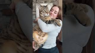 Huge Savannah cat viral on Tiktok