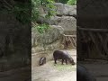 หมูด้วงน่ารักไม่แพ้หมูเด้ง สวนสัตว์ขอนแก่น animals สวนสัตว์ zoo สวนสัตว์ขอนแก่น