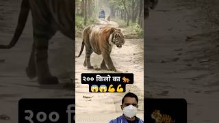 Biggest 🐯 Tiger Ever Seen in India – Massive Bigcat Spotted in the Indian Jungle