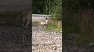 Cute young Reindeer in Finland