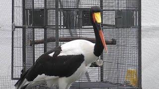 クラハシコウ　モロちゃん　長いクチバシは便利かな　【掛川花鳥園】Saddle-billed stork Moro-chan Kakegawa Garden