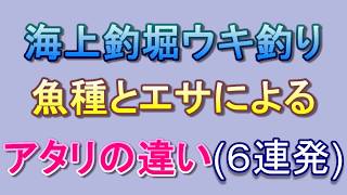 海上釣堀 ウキ釣り 魚種とエサによるアタリの違い (６連発)
