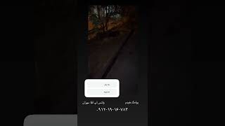 شماره تماس مسعود رضوی مربی تیدا خانم شیلا خانم سگ معروف سگ باهوش سگ تربیت شده شماره تماس پیامک