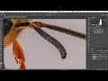 macro focus stacking step by step guide for ps and zerene stacker