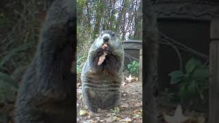 Philip the Groundhog - Short