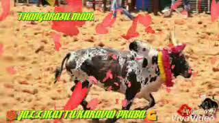 Pudukkottai annavasal jallikattu 2019  THANGARASU MADU