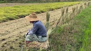 お米ができるまで ②：稲の成長～稲刈りまで