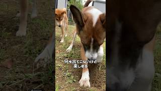 それぞれ何を思ってるんだろcapcut #shorts #柴犬 #元保護犬 #雑種犬