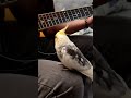 Cockatiel loves the guitar