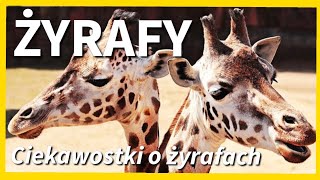 ŻYRAFY |CIEKAWOSTKI O ŻYRAFACH 🦒 |Dzień Żyrafy |Film edukacyjny