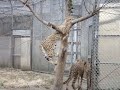 cheetah that climbs up a tree （チーターの木登り）