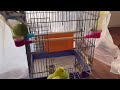 【今年も大好きレタス】セキセイインコ一家 vlog セキセイインコ