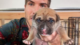 My Newborn Puppies Open Their Eyes For the First Time!