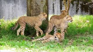 ５つ仔ちゃん、大放飼場デビューCheetah(チーター)　多摩動物公園