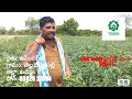 khammam farmer opinion about vnr okra hybrid vbh 11 okraseeds