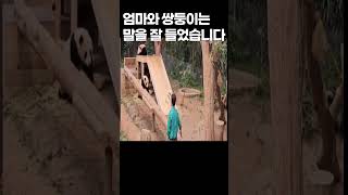 엄마 아이바오와 루이 후이는 송바오의 말을 잘들었습니다