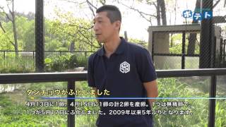 旭山動物園情報「赤ちゃんが産まれたタンチョウ舎」(2014年6月7日放送)