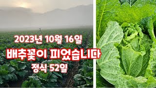 괴산절임배추 배추꽃이 피기 시작 자연특별시괴산 자연과함께하는청정괴산 [배추재배방법]