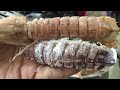 2 Cách lột vỏ lấy thịt tôm tít (bề bề) | How to eat Mantis Shrimp