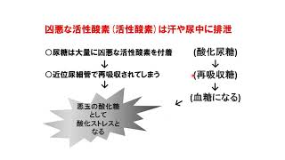 ミトコンドリアの重要性と周辺知識