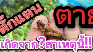 🦗ตั๊กแตน❓ตาย❓เกิดจากสาเหตุนี้⁉️