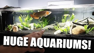 MY LARGEST AQUARIUMS!!