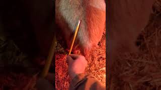 How to check Goat Tail Ligaments: Know when your goat is about to kid