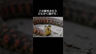 日本最強の毒蛇、ヤマカガシ#shortvideo #shorts