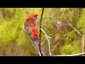 crimson rosella platycercus elegans pennantsittich 3