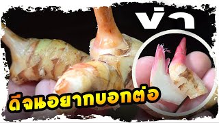 คิดไม่ถึง คนไทยใช้ข่า รักษาสิ่งนี้  | Nava DIY