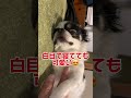 白目で昼寝　本日の愛犬ちゃん　 チワワ dog いぬのいる生活 chihauhau