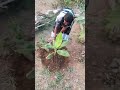 గుండె గూటికి పండగొచ్చింది gardening ytshorts youtub