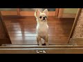 【犬 vlog】チワワが新婚夫婦のような愛のあるモーニングコールで寝坊助（飼い主）を起こそうとする姿が愛らしい