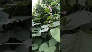 Avarai kodi#Broad Beans PlantVegetable Garden#Shorts