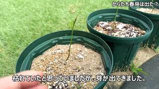 からたちの春芽発生！ みかん 接木 台木