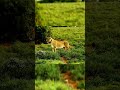 a lion standing on wild grass lion shorts ytshorts