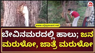 Bagalkot Neem Tree Oozing Milk: ಬೇವಿನ ಮರದ ಹಾಲು ನೋಡಿ ಪವಾಡ ಎಂದು ಭಾವಿಸಿ ಕೈ ಮುಗಿದ ಜನರು!