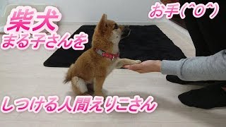 柴犬まる子さんをしつける人間えり子さん　おすわり・お手・ふせ　新潟市