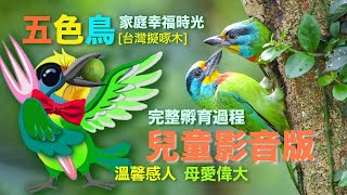 【五色鳥築巢 孵卵 幸福全紀錄】兒童影音版   HD 720p  五色鳥（啄木鳥）媽媽的孵卵日記 親子時光  啄木鳥餵食時光全程記錄 啄木鳥超療癒餵食時刻 黃頌影像