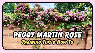 Peggy Martin Rose Reset + Tips Growing on a Wall