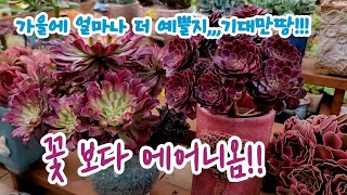 꽃보다 더이쁜 에어니옴 금품종! 데리고와서 화분에 앉혀보니 더이쁨!!