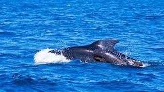 体長１０メートル、海岸にクジラの死骸…豊橋