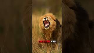 Watch Till End 😯|| Amazing information/Facts about lions|| #lion #facts #science #viralshorts